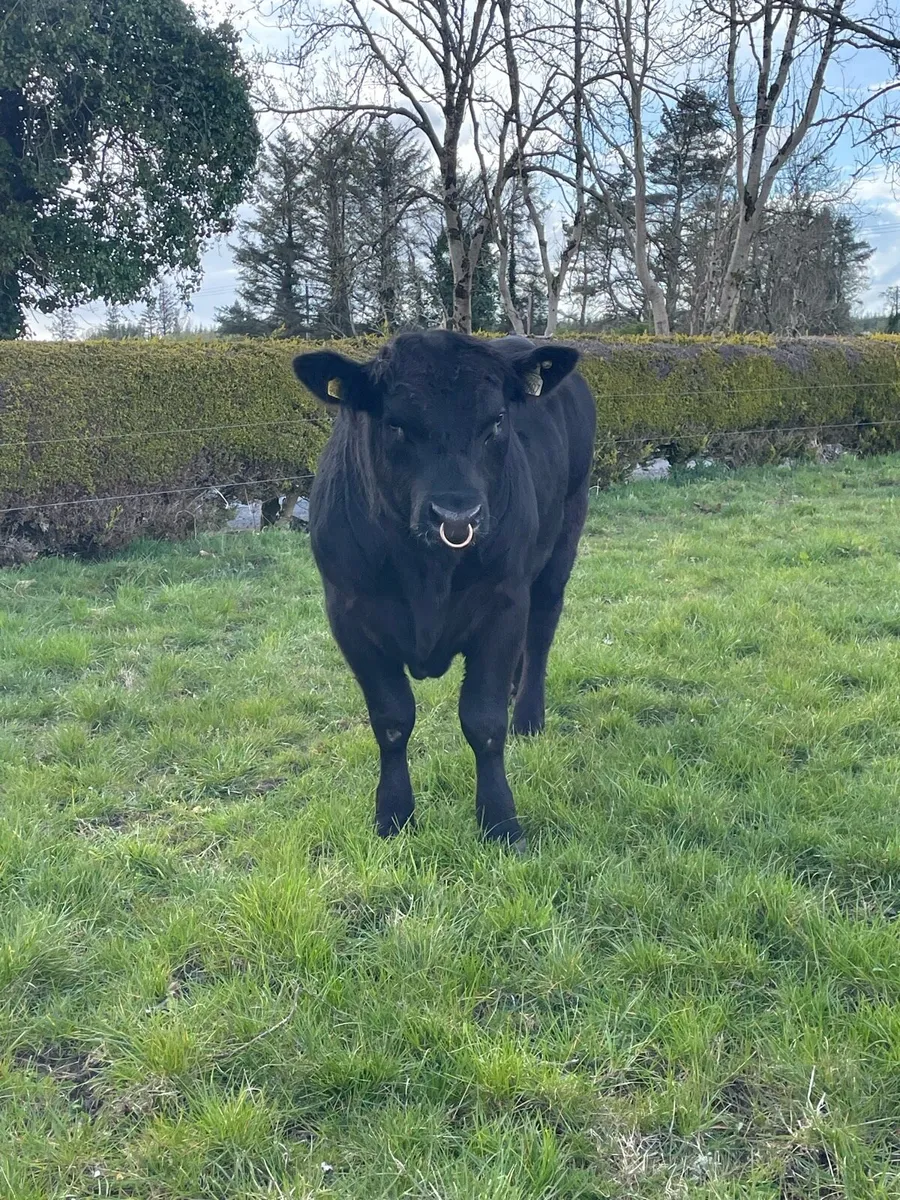 For Sale 3 Pedigree Angus 4 & 5 Star Bulls - Image 2