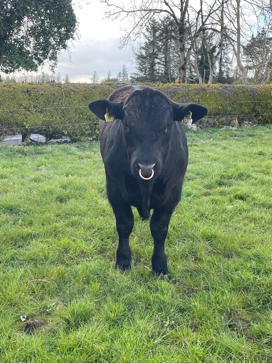 For Sale 3 Pedigree Angus 4 & 5 Star Bulls - Image 3