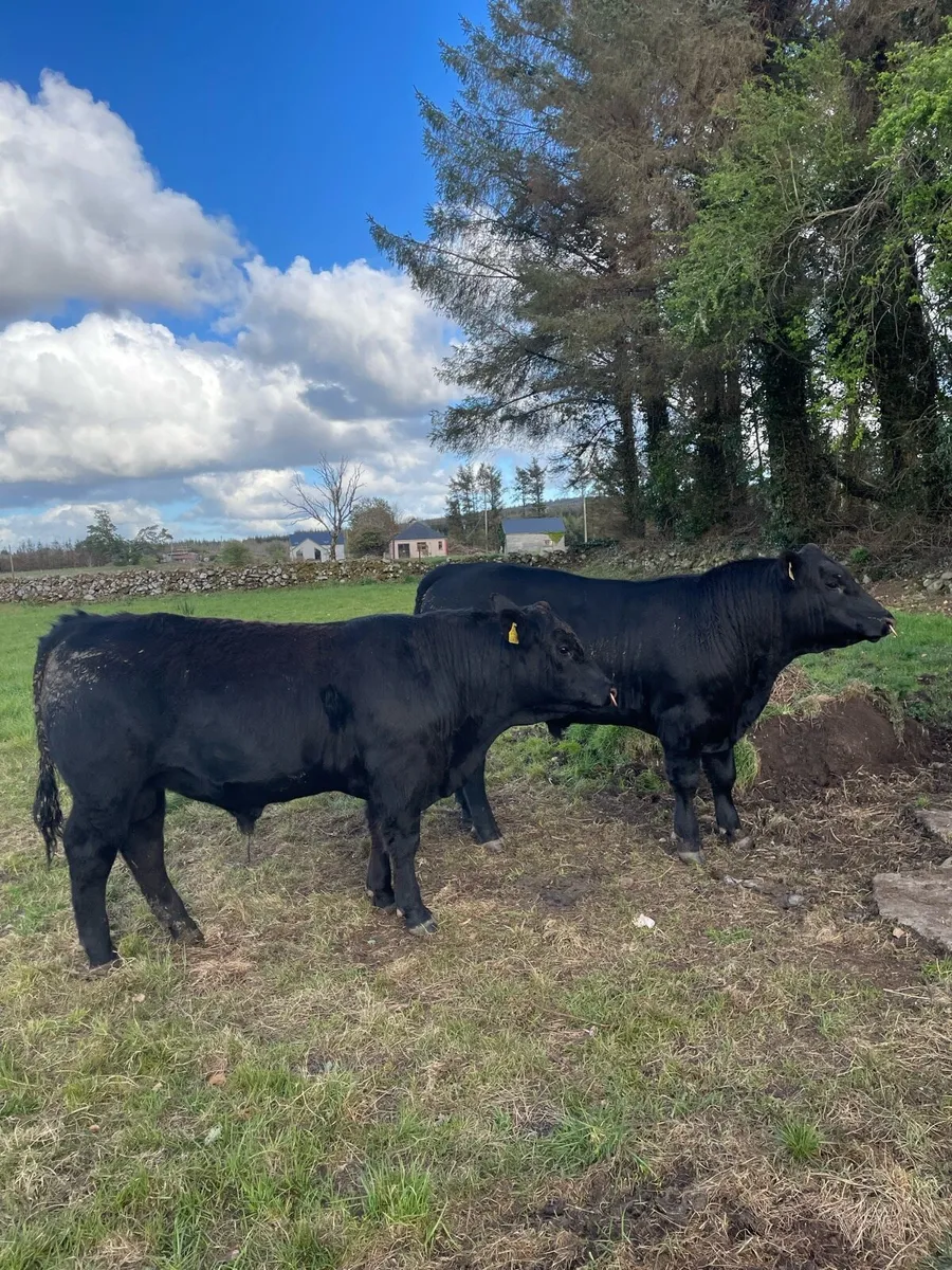 For Sale 3 Pedigree Angus 4 & 5 Star Bulls - Image 4