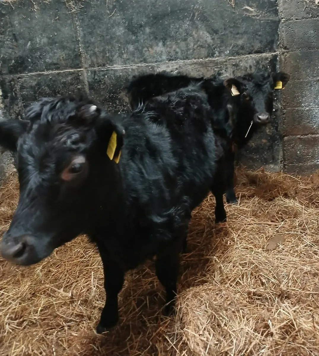 Livestock