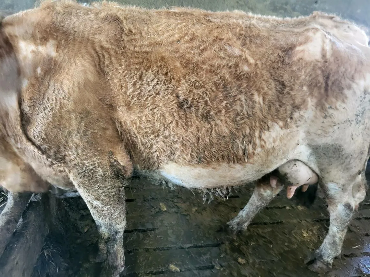 Foster Cow for sale - 21st April - Image 2