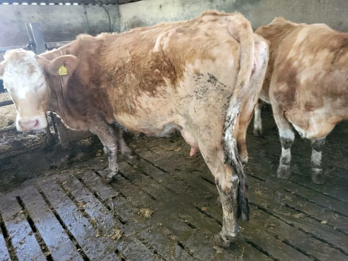 Foster Cow for sale - 21st April - Image 1