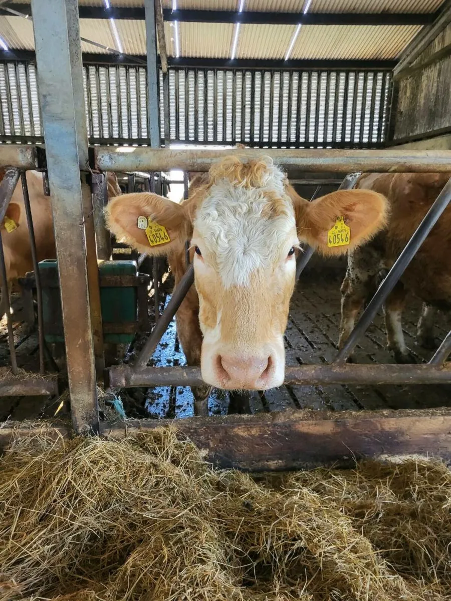 Foster Cow for sale - 21st April - Image 3