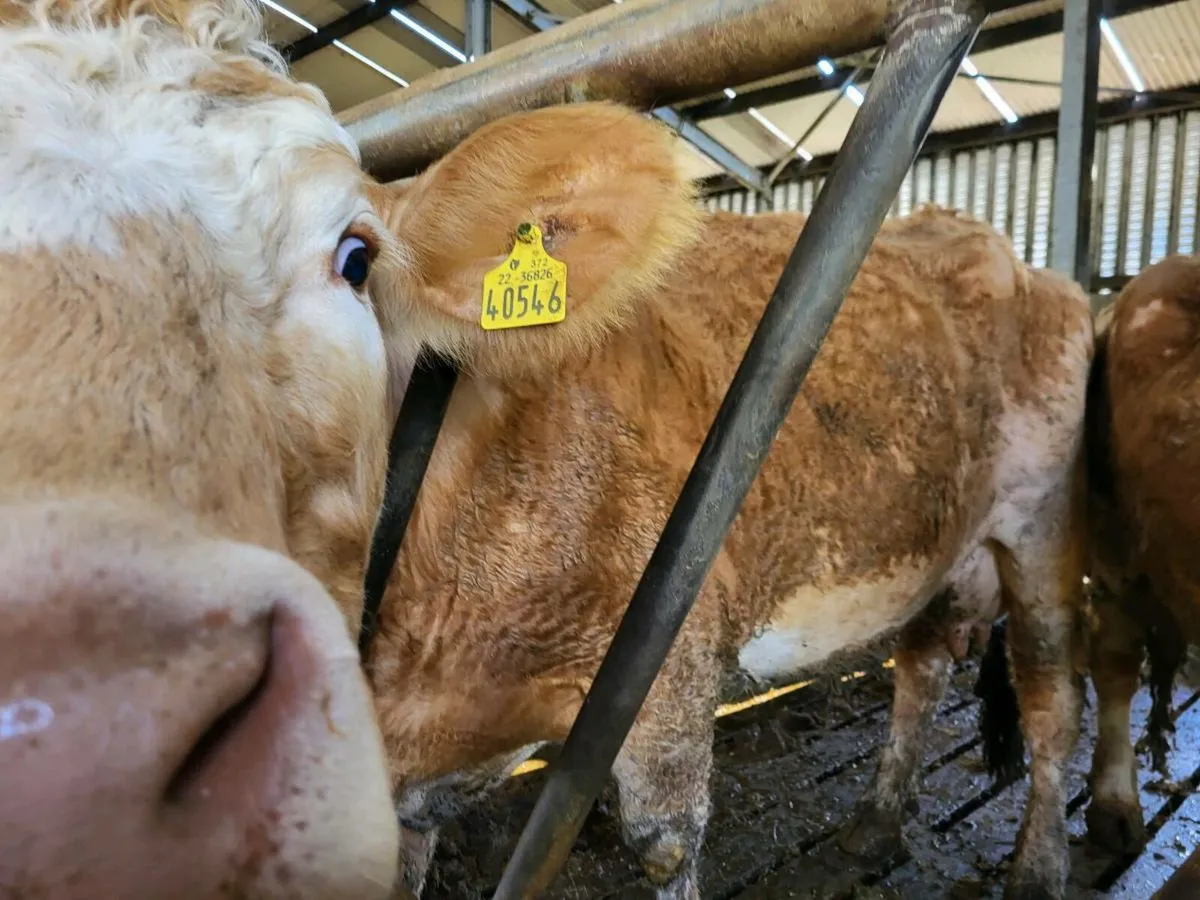 Foster Cow for sale - 21st April - Image 4