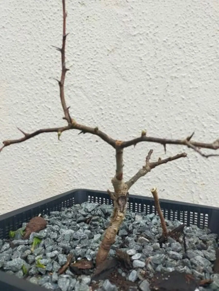 Hawthorn Bonsai #6 - Image 1