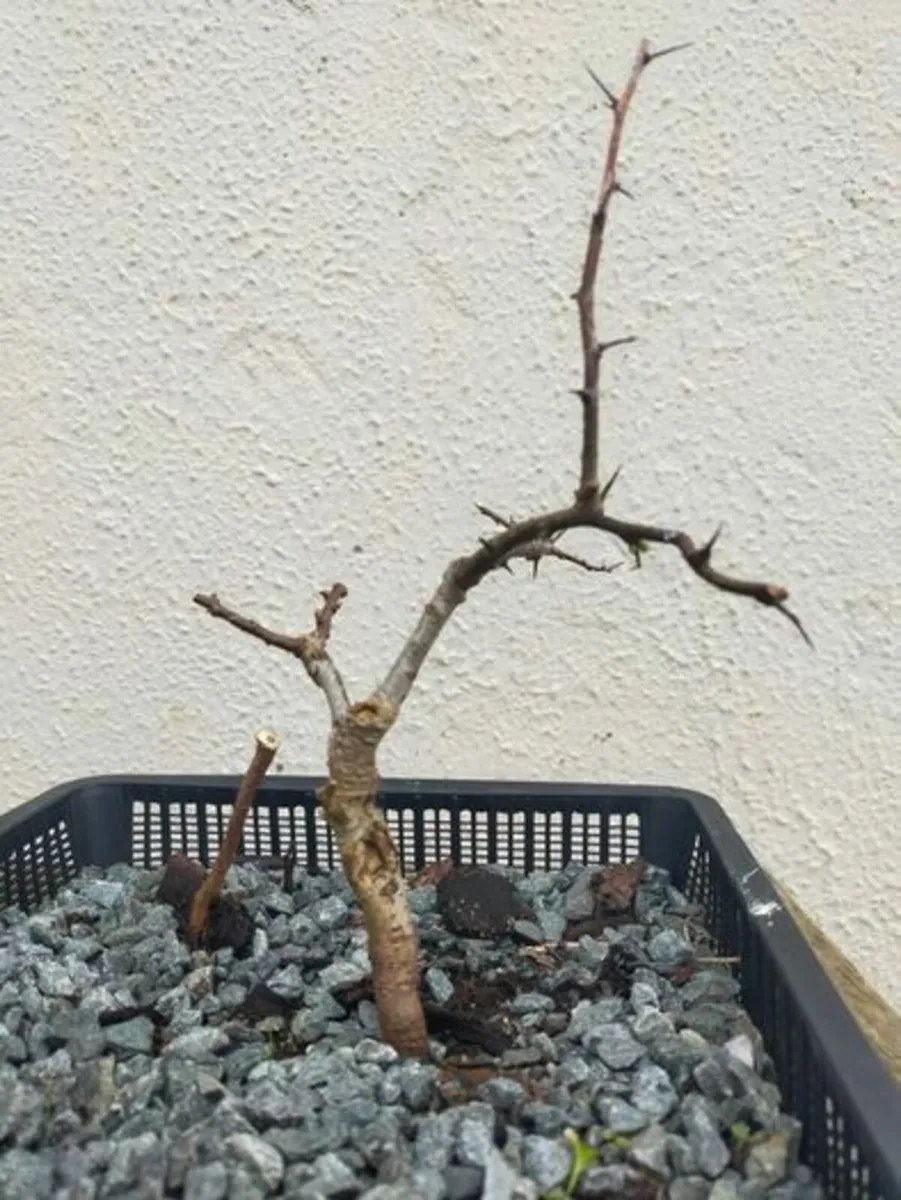 Hawthorn Bonsai #6 - Image 2