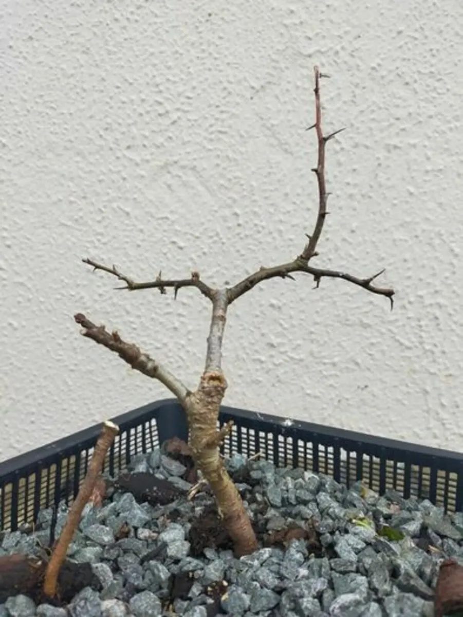 Hawthorn Bonsai #6 - Image 3
