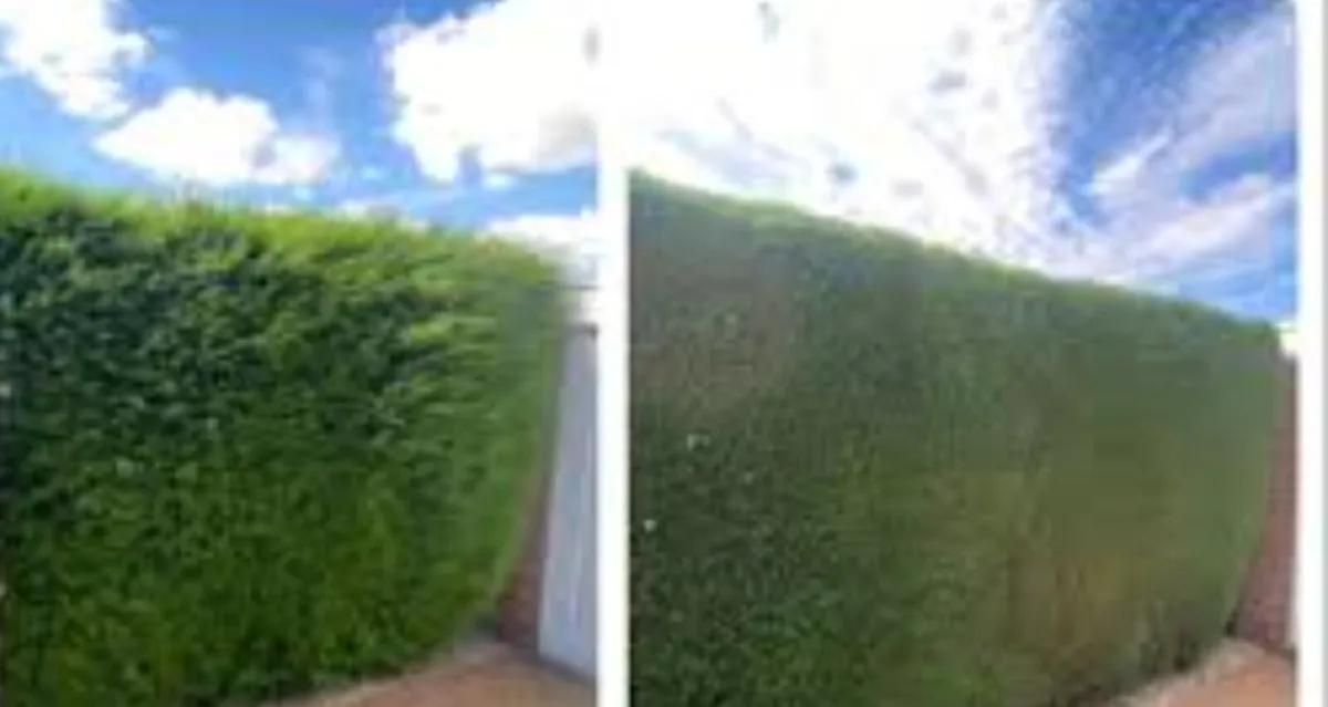 Garden and house maintenance - Image 3