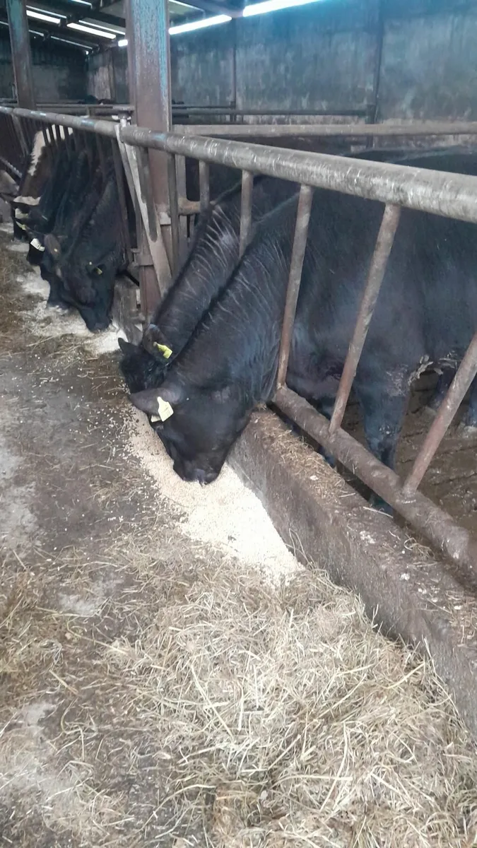 Cattle bullocks for sale - Image 1