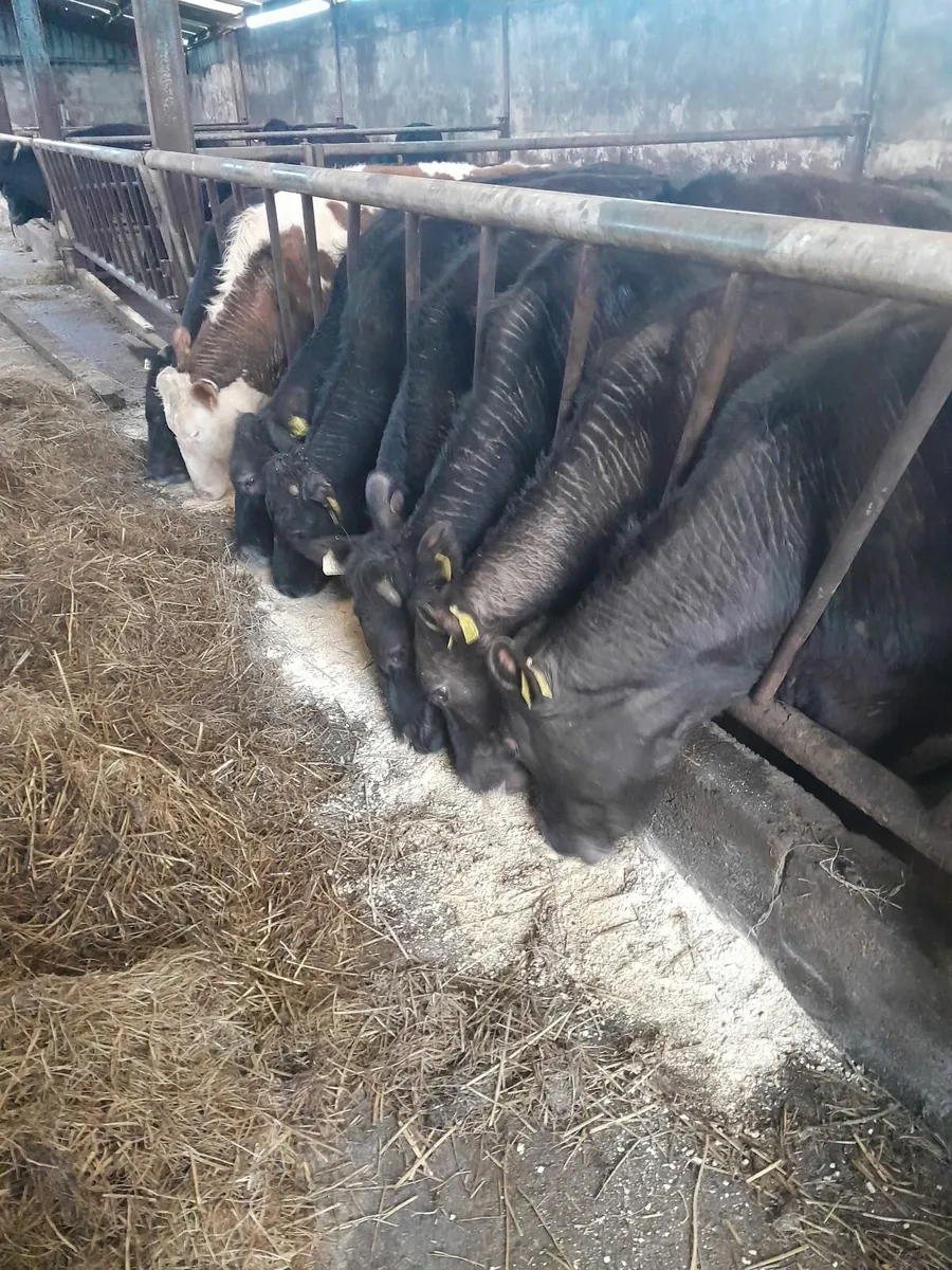 Cattle bullocks for sale - Image 2