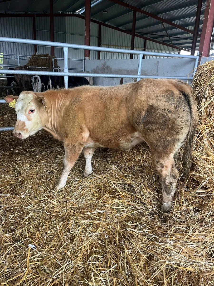🔥🔥SERIOUS HEIFER 🔥🔥 - Image 1