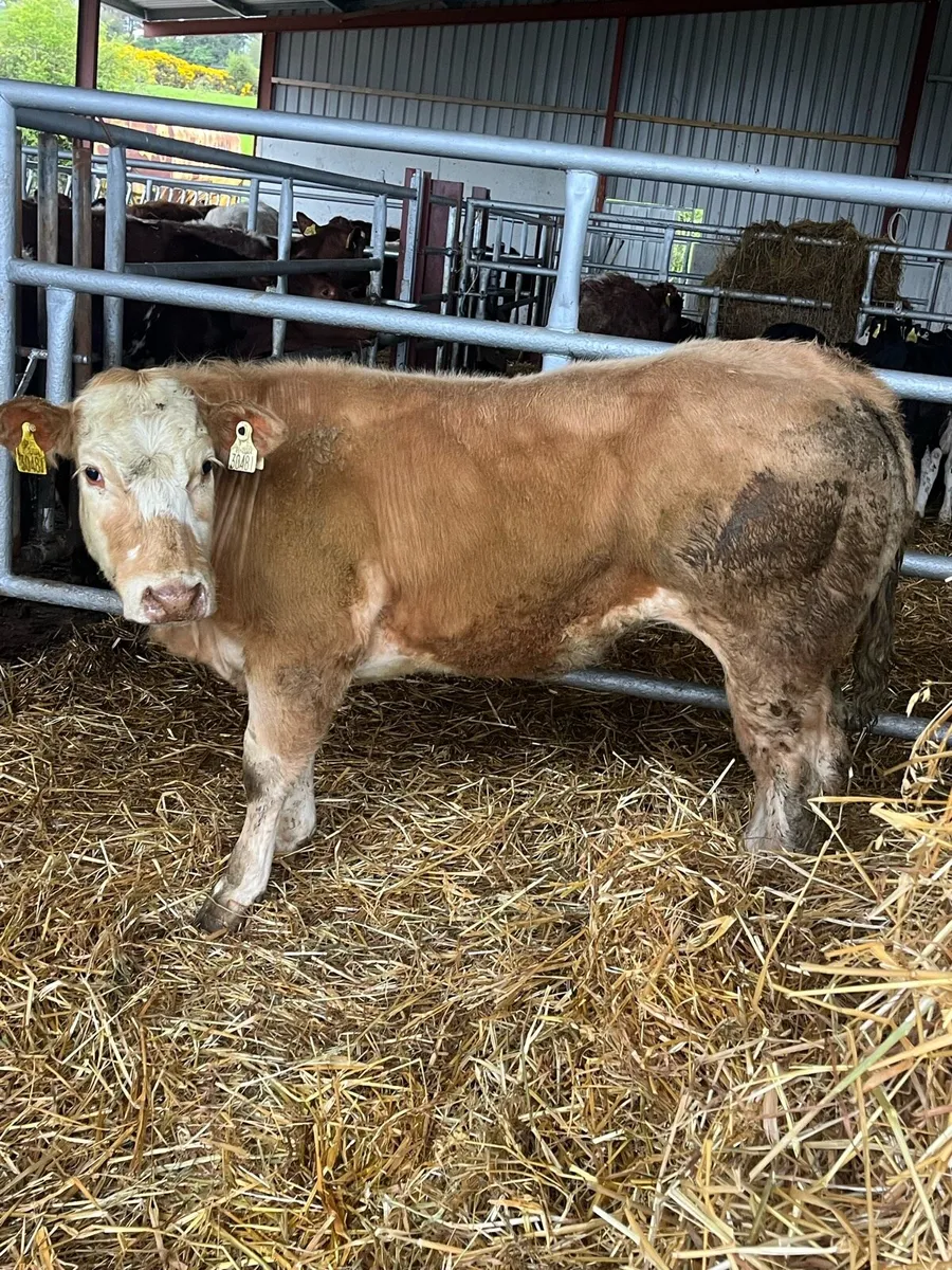🔥🔥SERIOUS HEIFER 🔥🔥 - Image 2