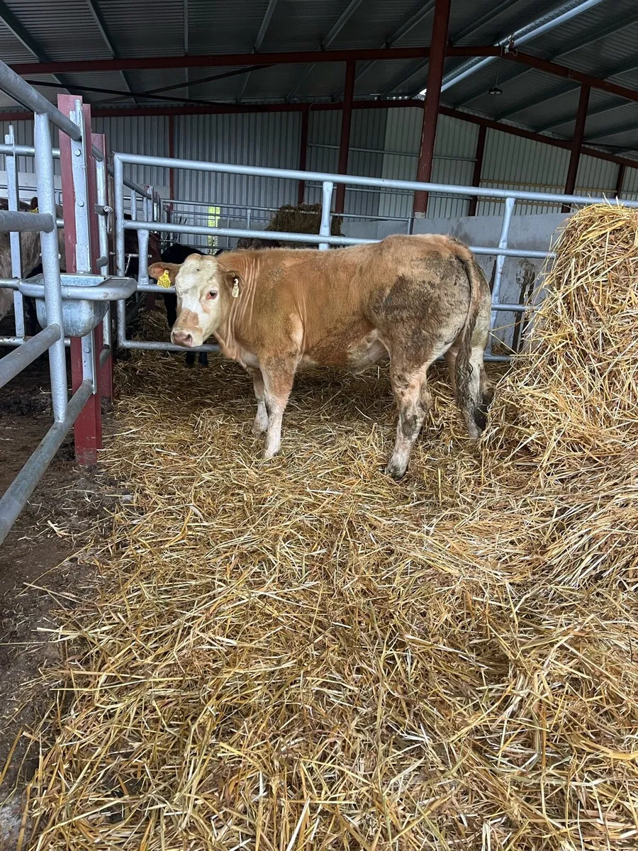 🔥🔥SERIOUS HEIFER 🔥🔥 - Image 3