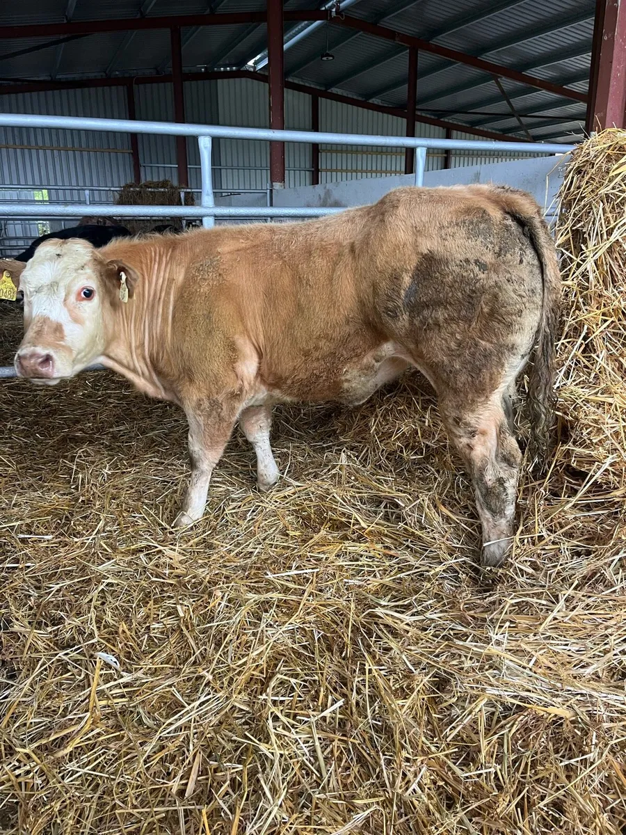 🔥🔥SERIOUS HEIFER 🔥🔥 - Image 4