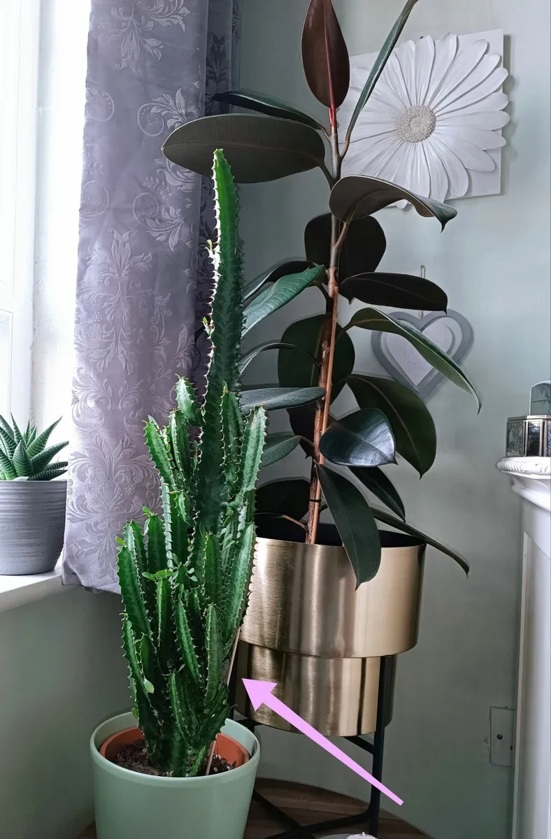 EUPHORBIA TRIGONA PLANT - Image 1