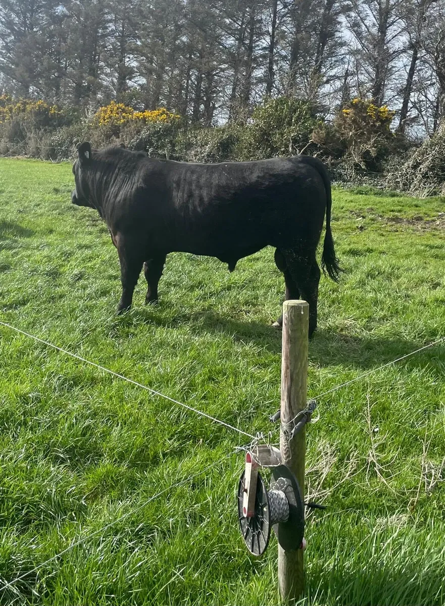 PBR ANGUS BULL