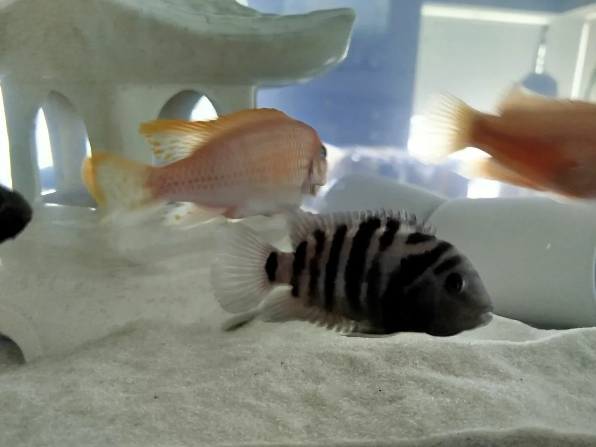 African cichlids - Image 3
