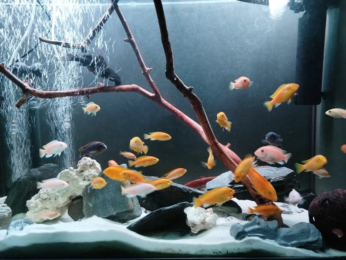 African cichlids - Image 4