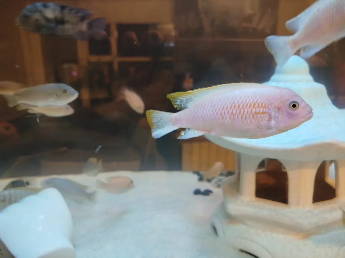 African cichlids - Image 3