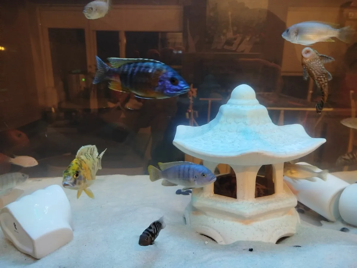 African cichlids - Image 4