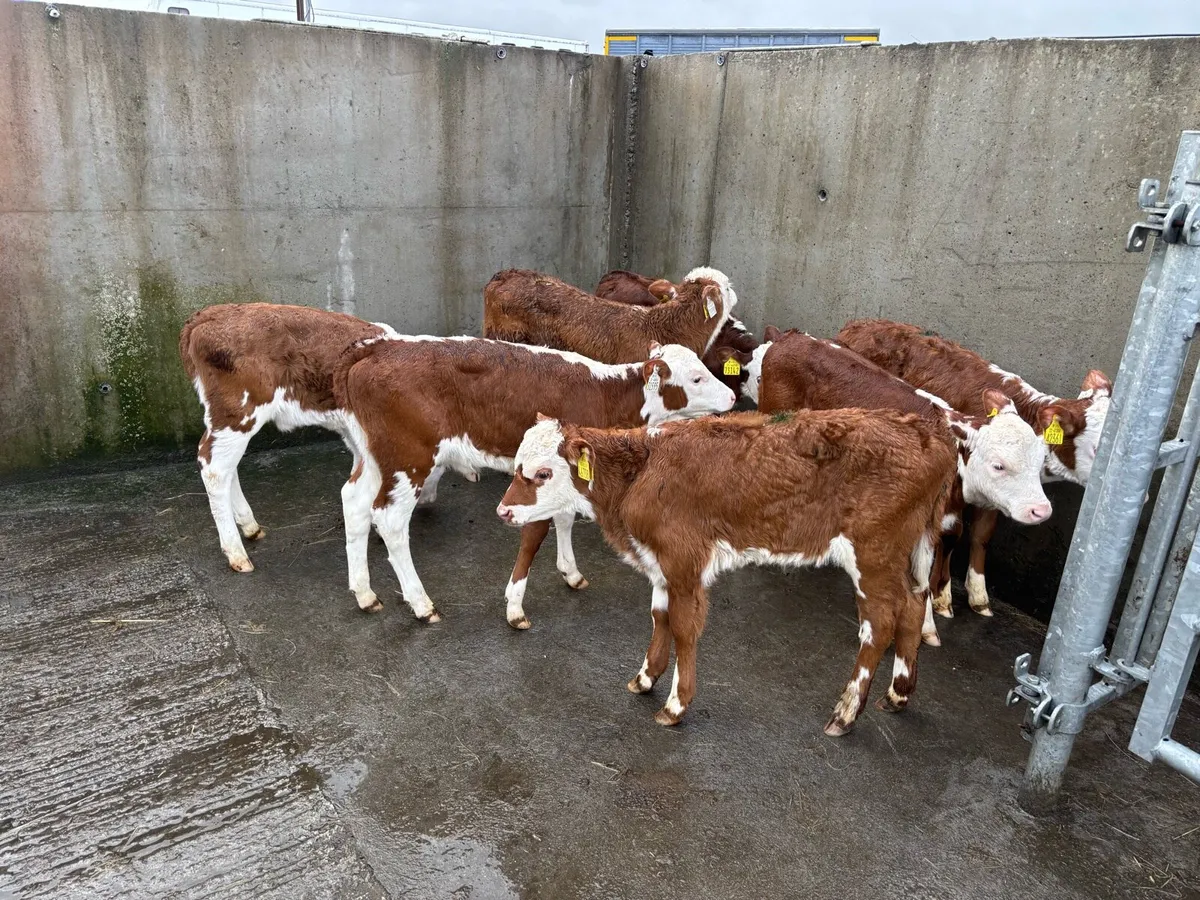 7  Super Red White Head heifer Calf’s for sale - Image 1