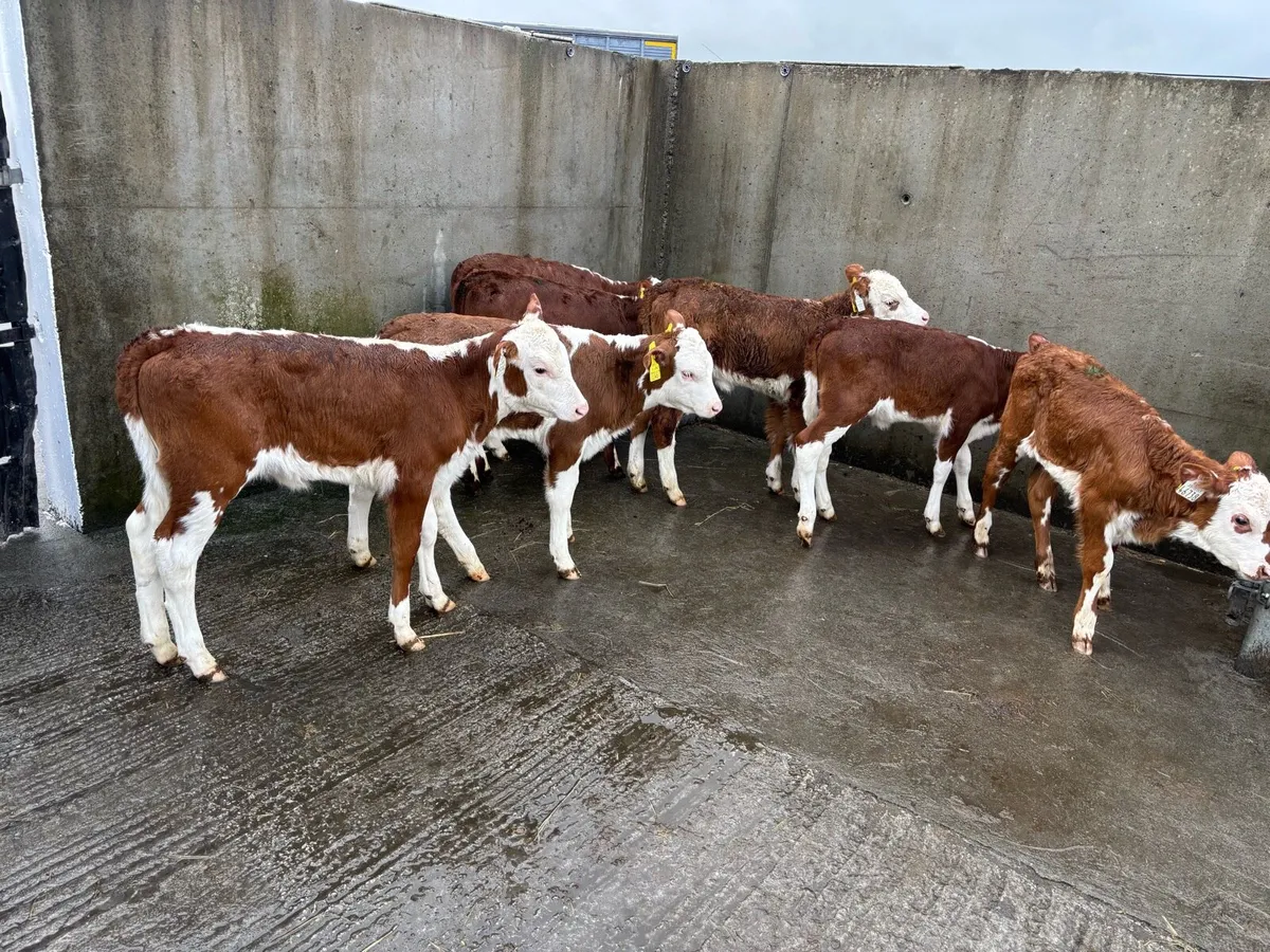 7  Super Red White Head heifer Calf’s for sale - Image 3