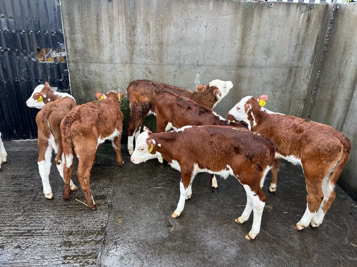 7  Super Red White Head heifer Calf’s for sale - Image 4