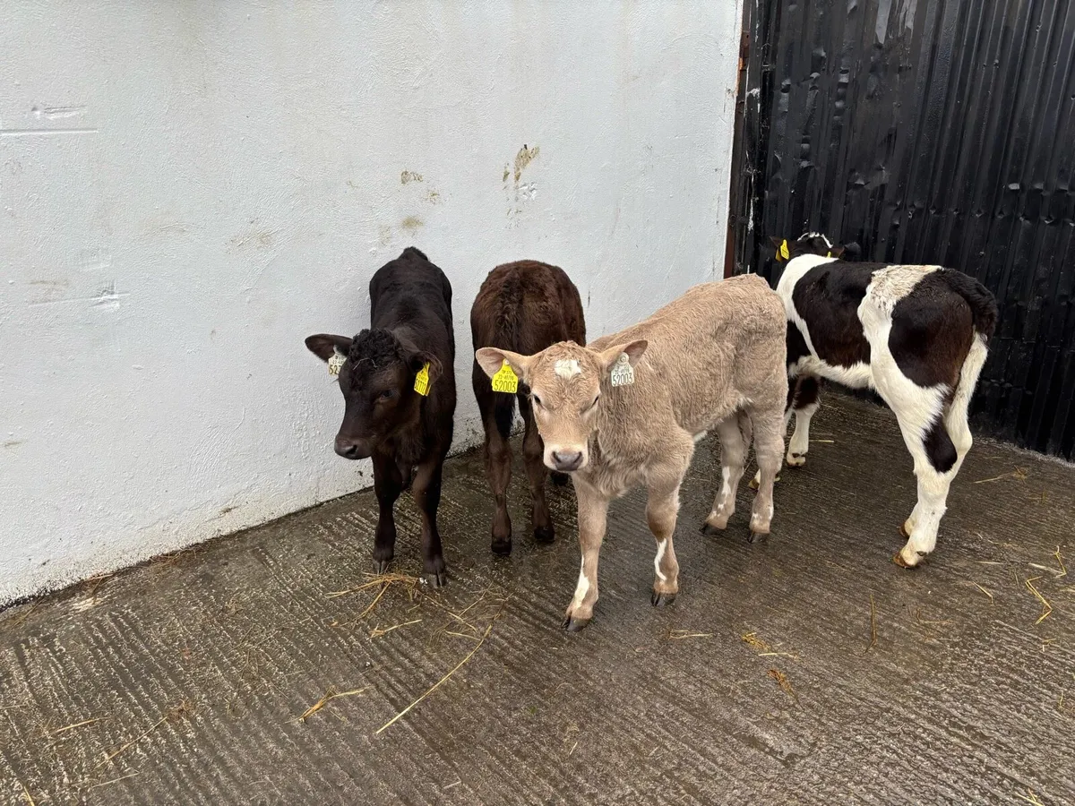 4 Super Continteal heifer Calf’s for sale - Image 2