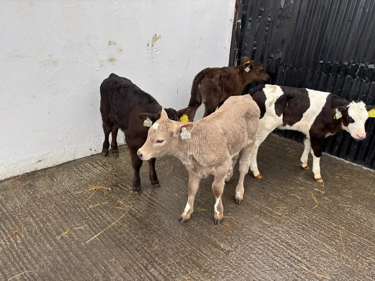 4 Super Continteal heifer Calf’s for sale - Image 3