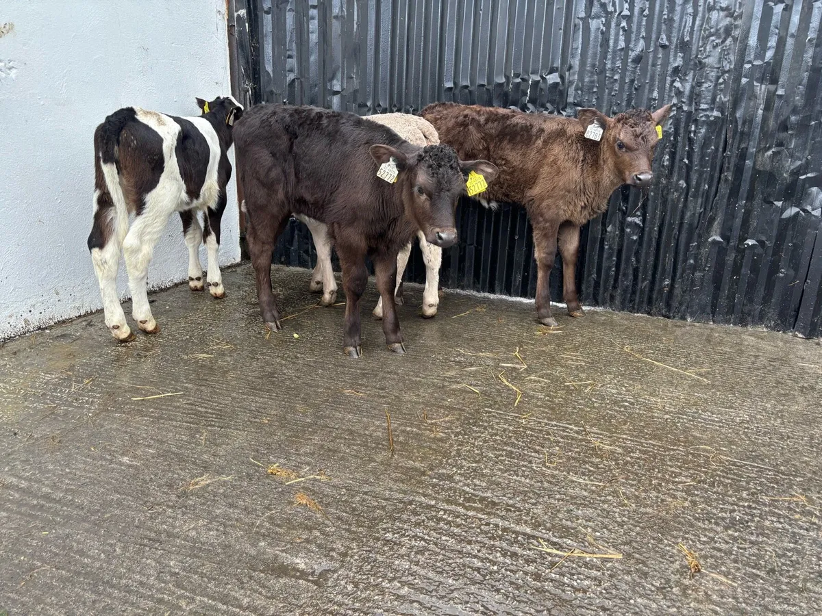 4 Super Continteal heifer Calf’s for sale - Image 4