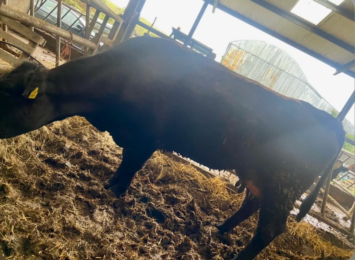 Angus cow AAX - Image 1