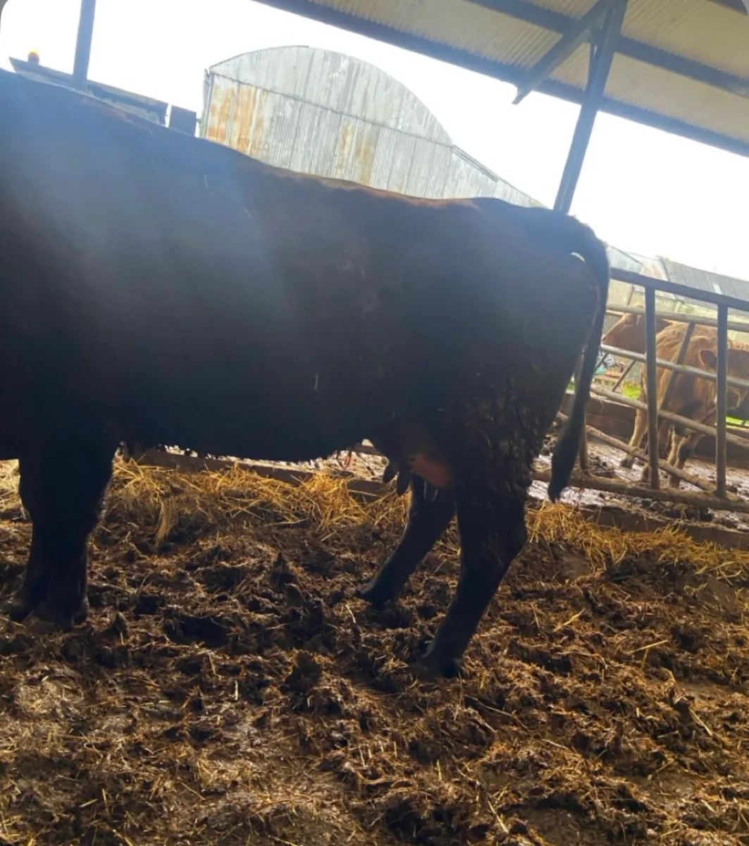 Angus cow AAX - Image 2