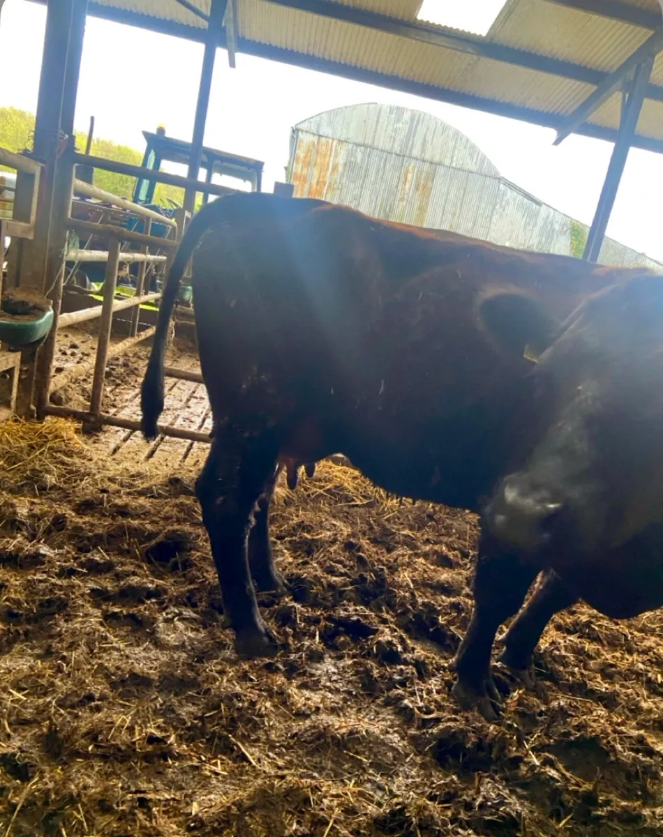 Angus cow AAX - Image 3