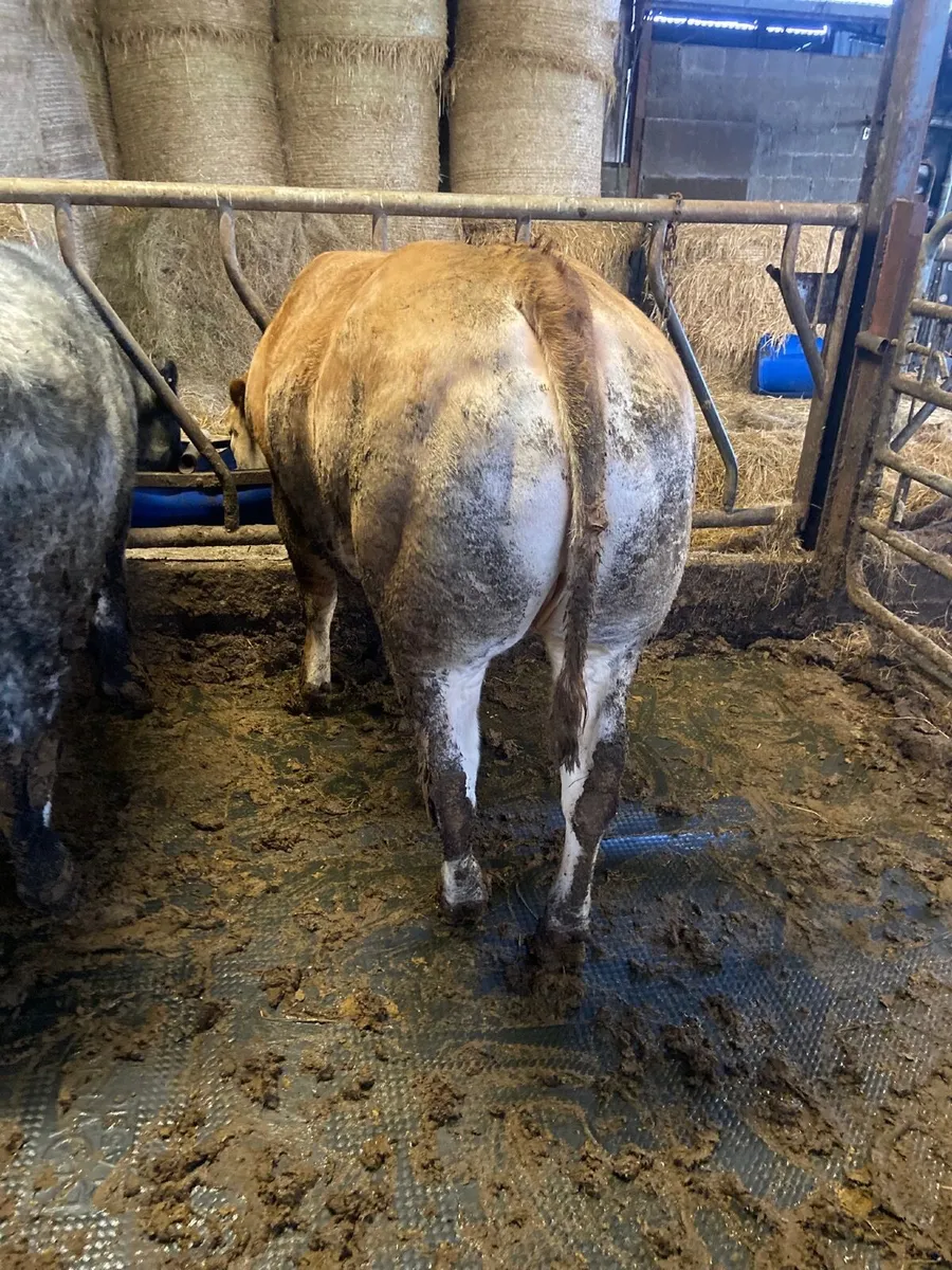 Exceptional Beef Heifers - Image 1