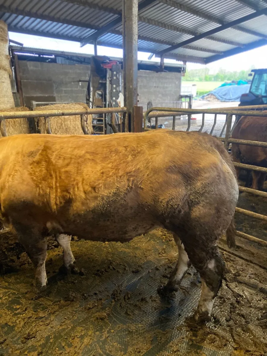 Exceptional Beef Heifers - Image 2