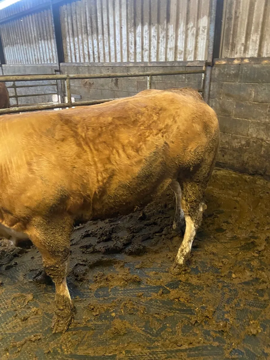 Exceptional Beef Heifers - Image 3