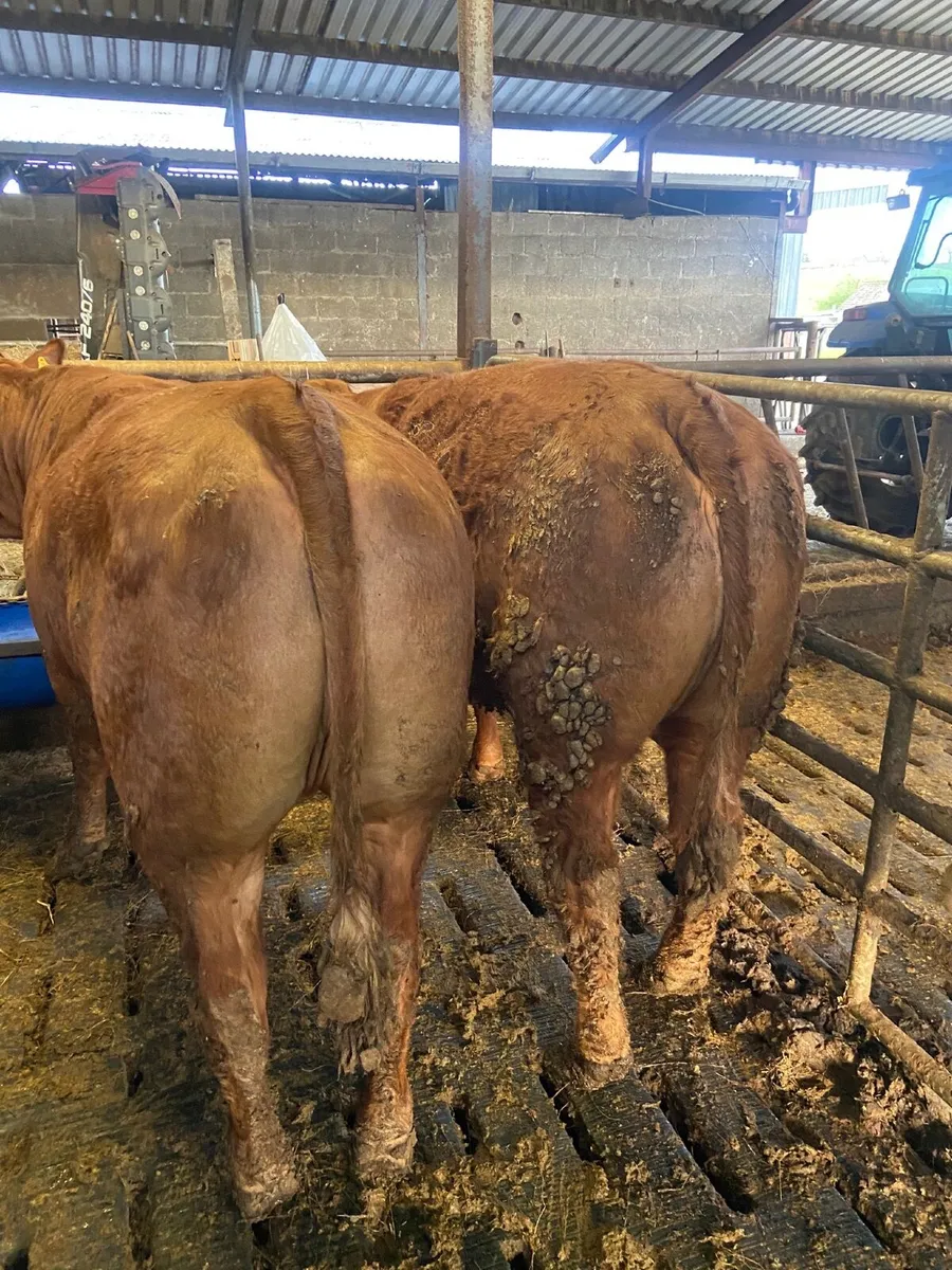 Exceptional Beef Heifers - Image 4