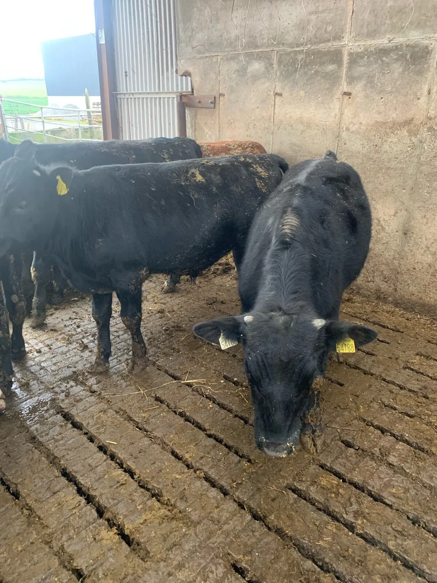 Weanling Bulls - Image 2