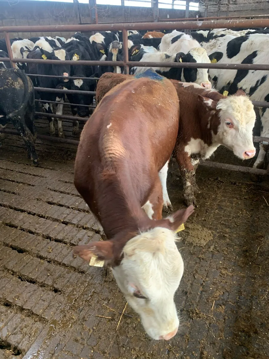 Weanling Bulls - Image 3