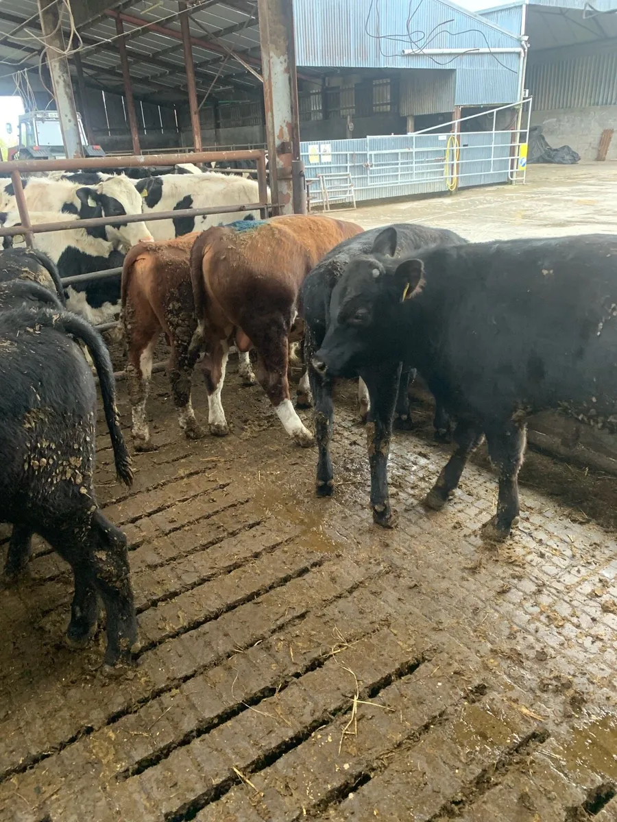 Weanling Bulls - Image 4
