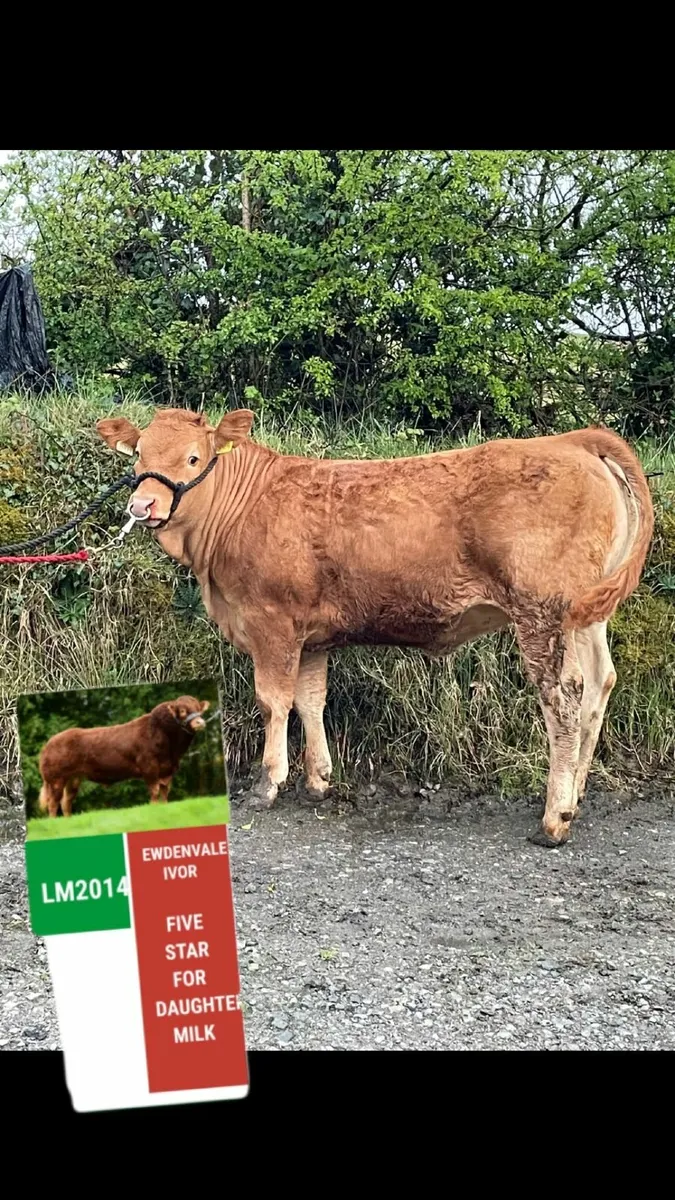 Purebred Limousin heifers - Image 1