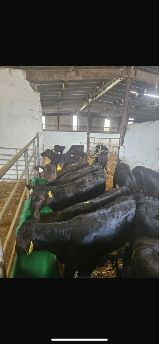 25 aax heifers - Image 1