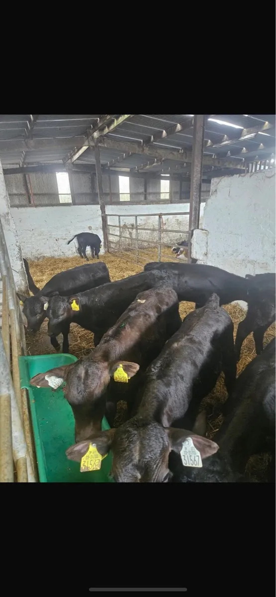 25 aax heifers - Image 2