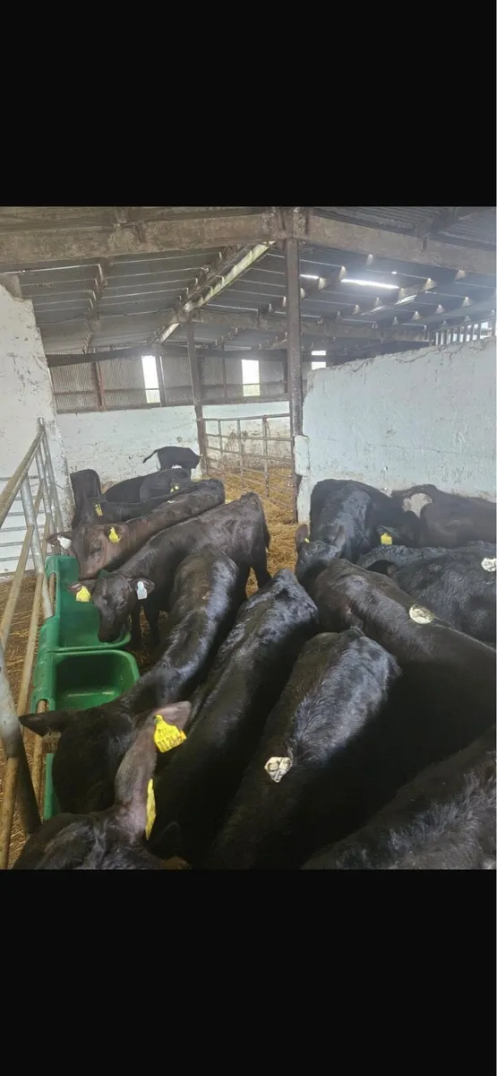 25 aax heifers - Image 3