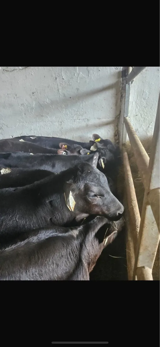 25 aax heifers - Image 4