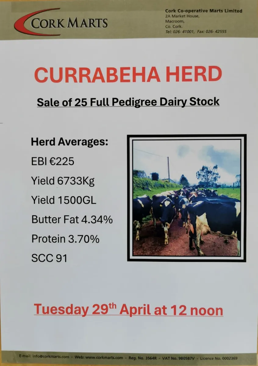 Dairy sale Macroom Mart  Tuesday 29th April - Image 1