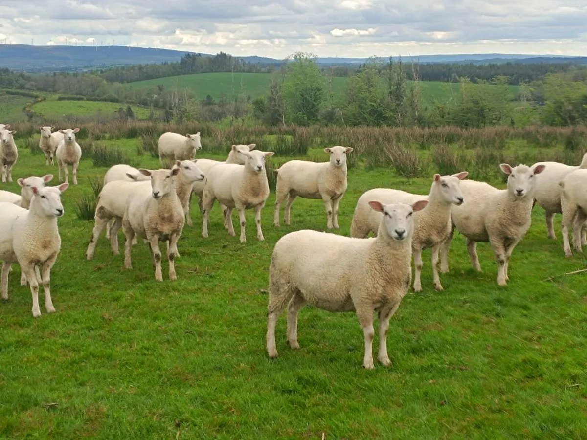 ram - Image 2