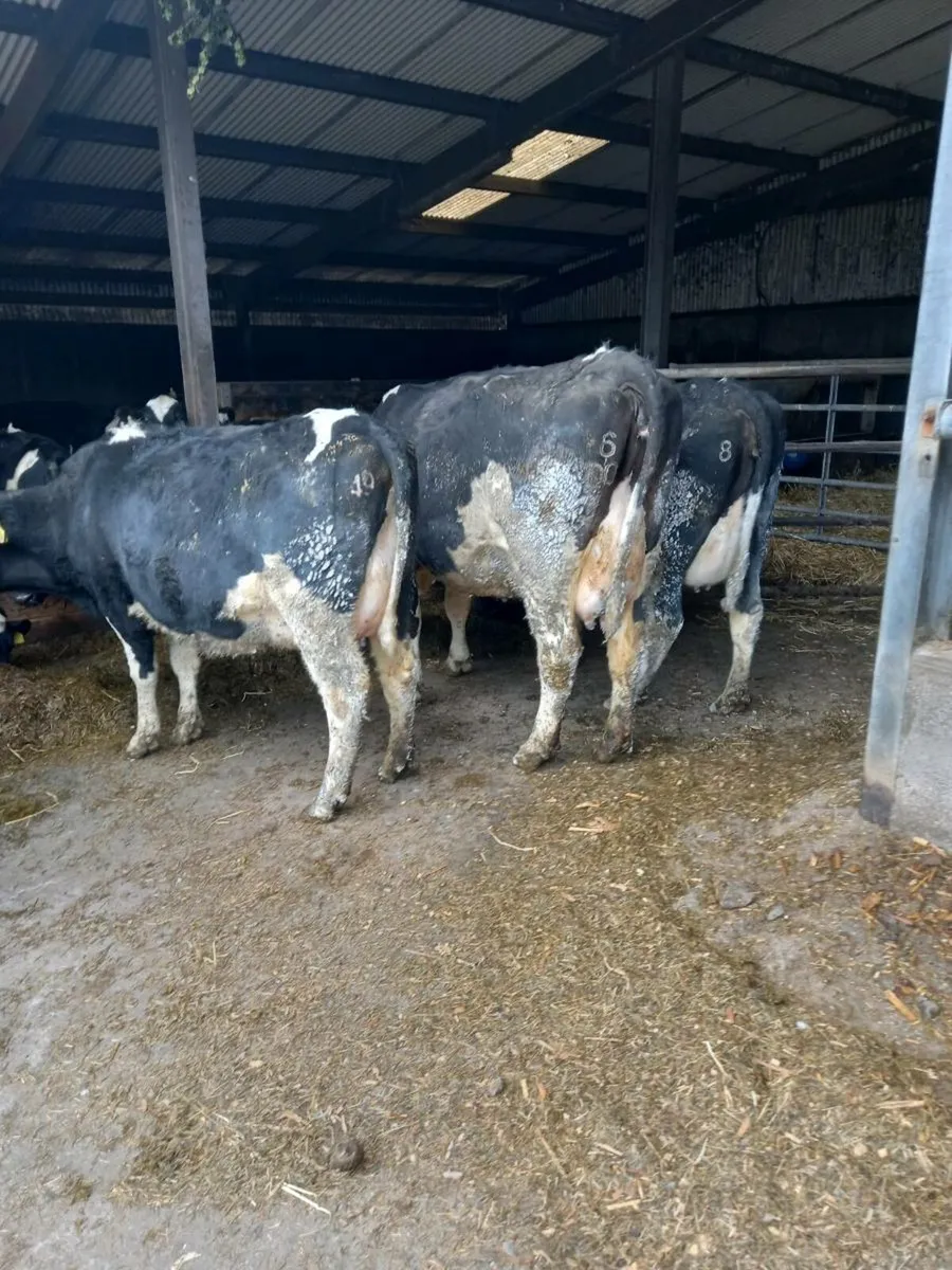Dairy sale Macroom Mart  Tuesday 29th April - Image 2