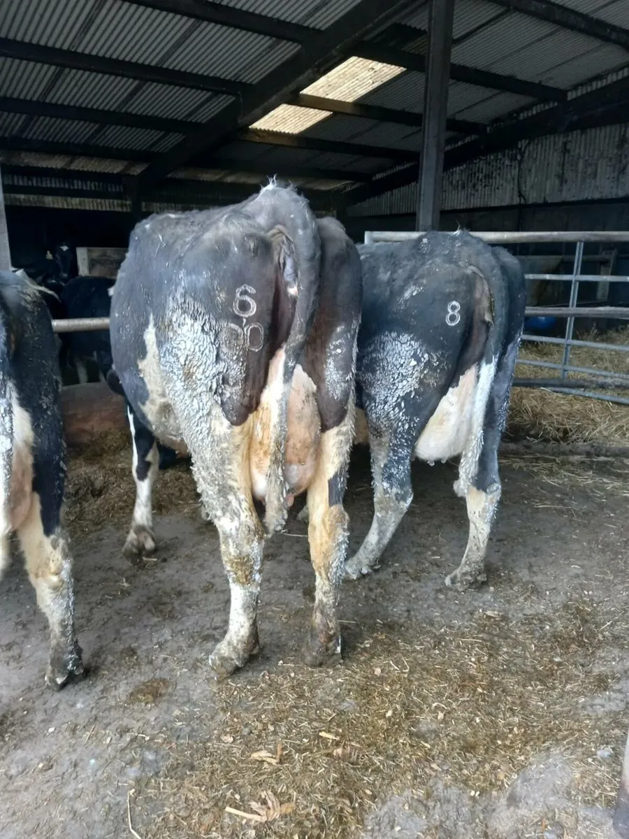 Dairy sale Macroom Mart  Tuesday 29th April - Image 3