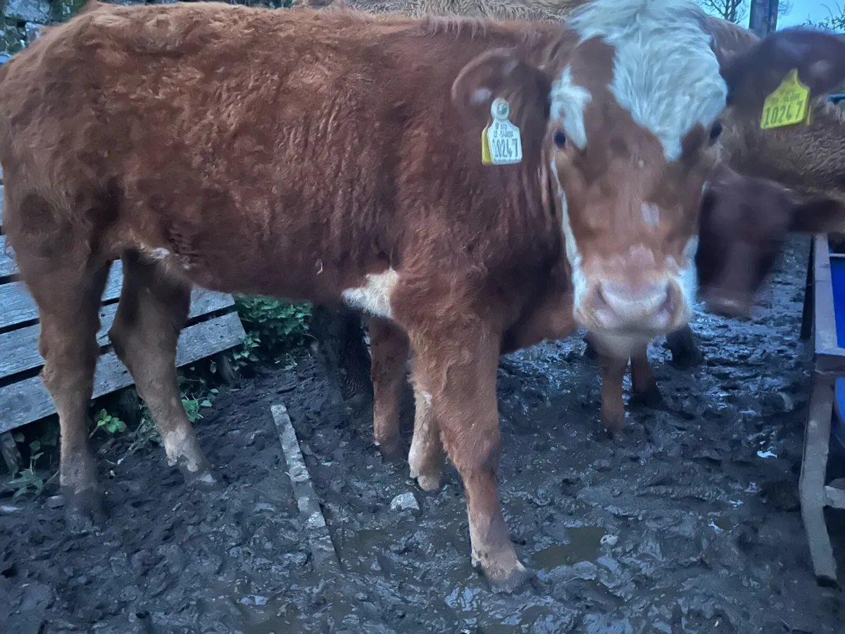 Weanling heifers - Image 1